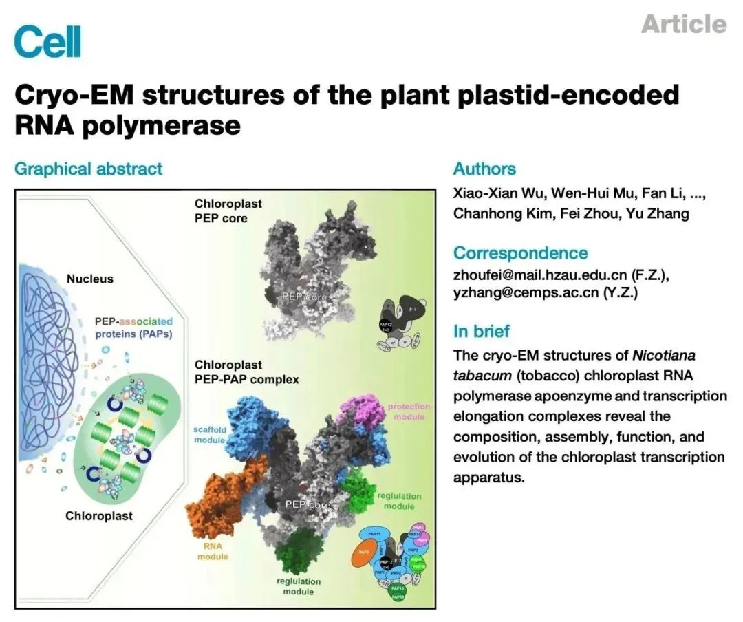 Cell Cover | Shuimu Aids in Deciphering Chloroplast Gene Transcription Machinery
