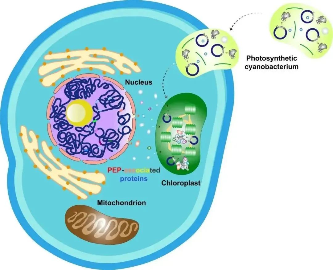Cell Cover | Shuim Aids in Deciphering Chloroplast Gene Transcription Machinery