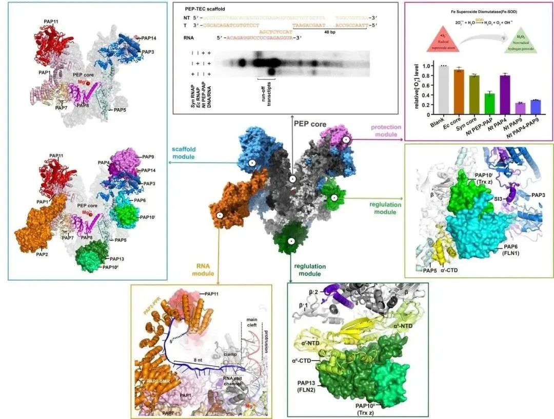 Cell Cover | Shuim Aids in Deciphering Chloroplast Gene Transcription Machinery